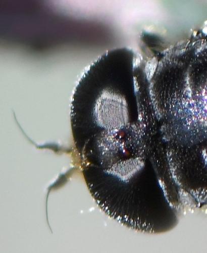 Eumerus obliquus